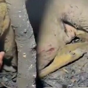 canakkalede yurek burkan goruntuler WA1rXA1i