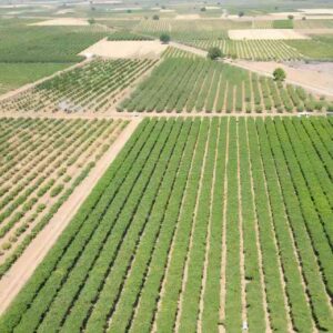 hatayda hasadi basladi 85 bin ton rekolte bekleniyor PkMEw323