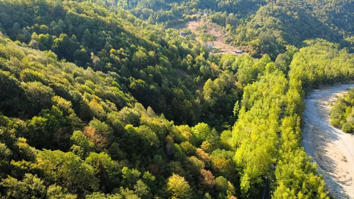 safranbolunun dogal agac tuneli z2ZCLMPZ