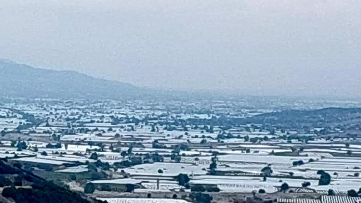 sarigolde uzum ureticileri ihracat icin hasada cagri iyi DcATzeRk.jpg