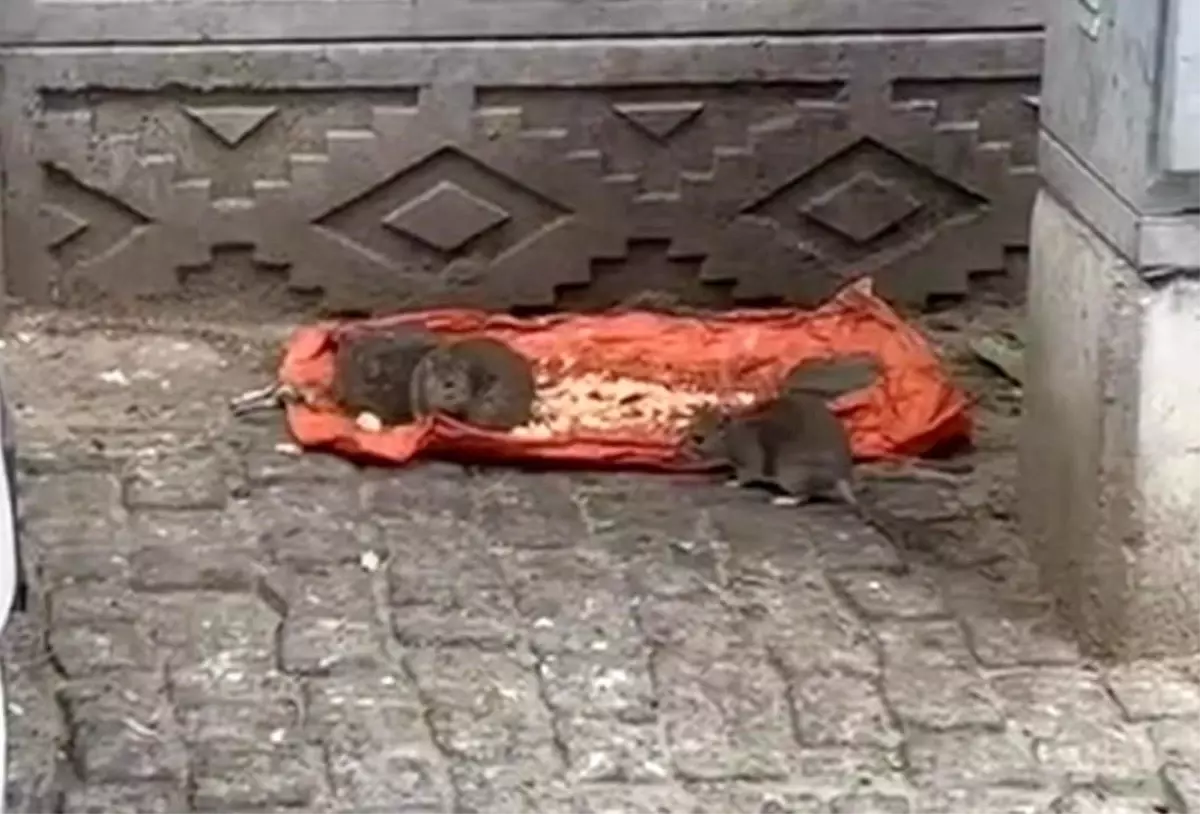 tekirdagda sokakta fareler yiyecek bulundu vatandaslar tedirgin juzcmGw2.jpg