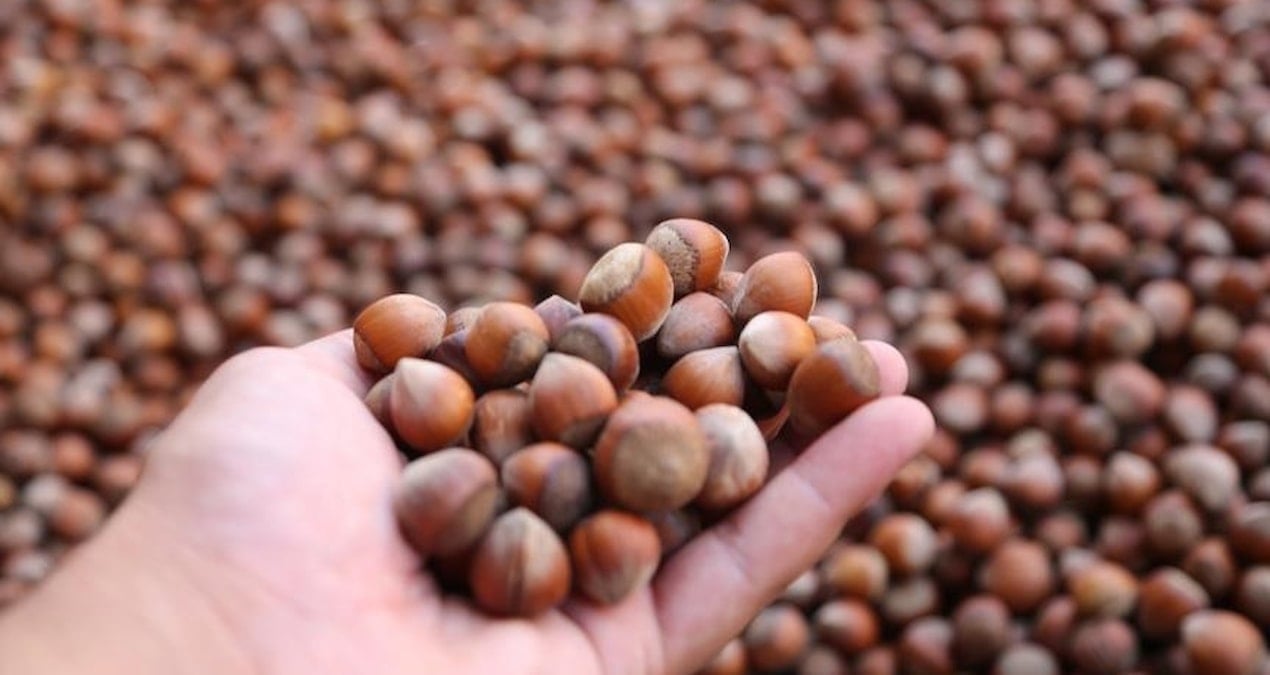 turkiye findik ihracatindan 10 ayda 18 milyar dolarlik gelir PUFDsD8A.jpg