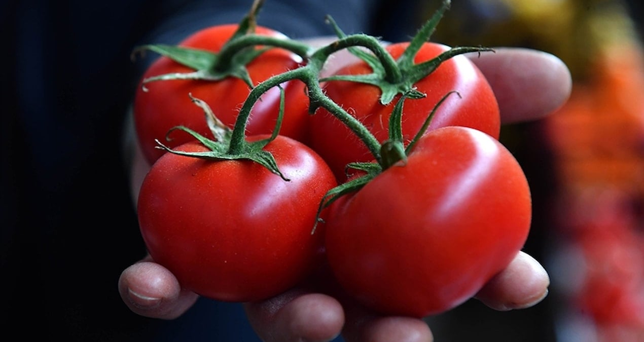 Türkiye’nin Gizli Hazinesi: Enfes Ayaş Domatesi Dünyayı Fethetti**