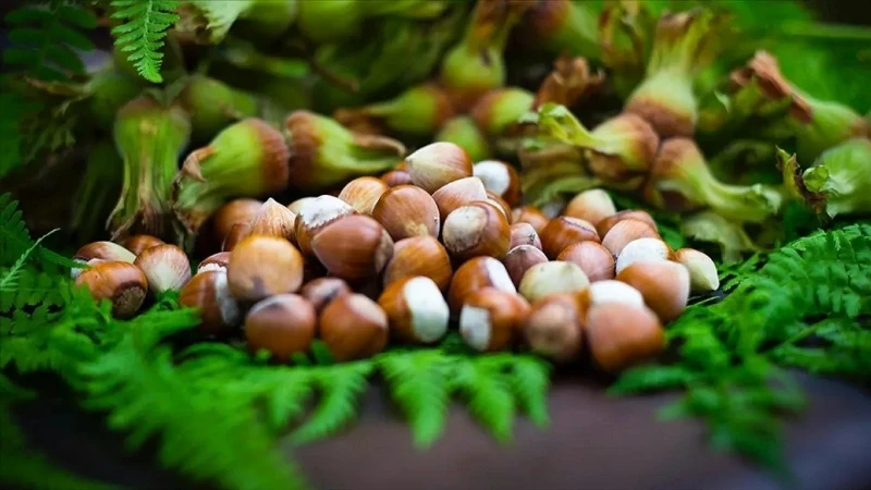 Giresun Fındığı ve Kısırlık İlişkisi: Yeni Araştırma Bulguları