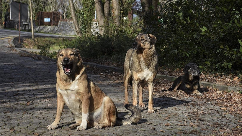 Bakan Çiftçi, Sokak Köpeklerinin Durumunu İllere Göre Açıkladı